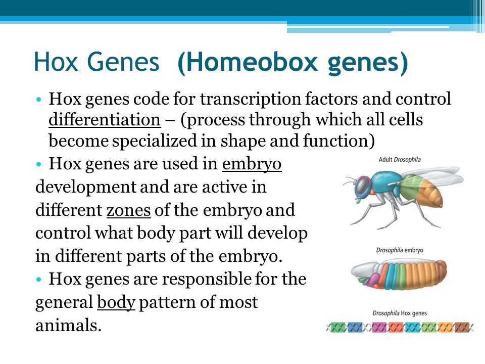 Gene Regulation and Mutation Notes and Questions How do mutations affect a  cell? - ppt download