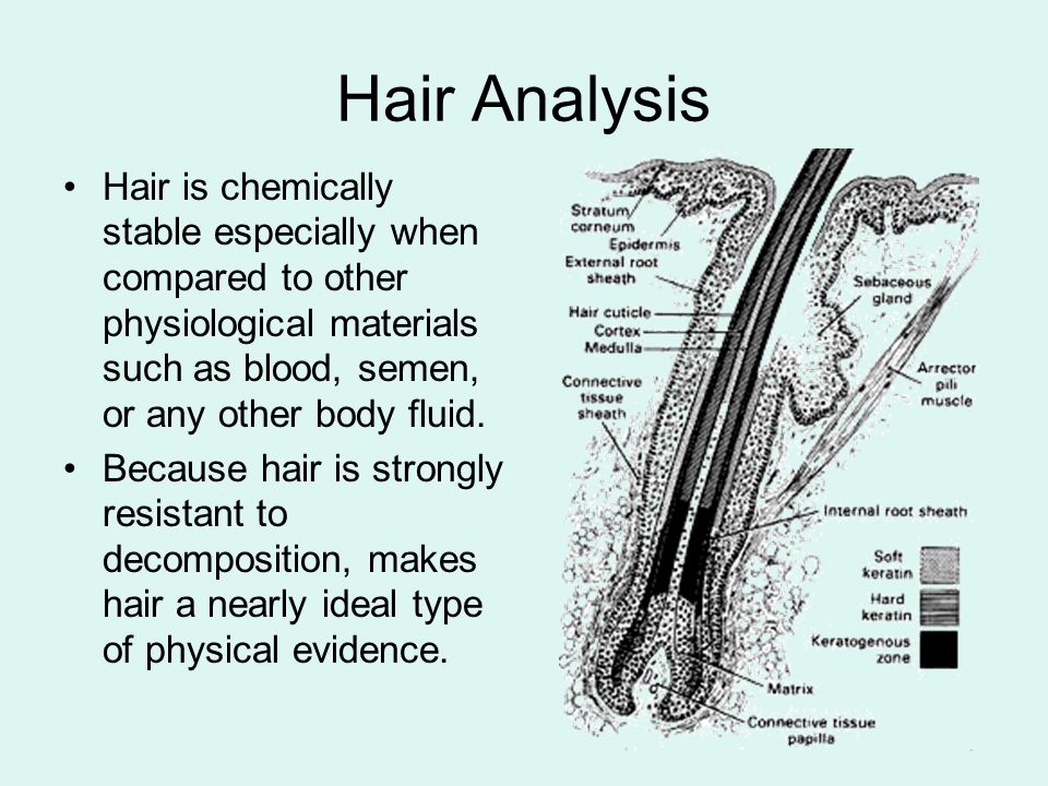 Forensic Science Hair Analysis. Hair is chemically stable especially when  compared to other physiological materials such as blood, semen, or any  other. - ppt download