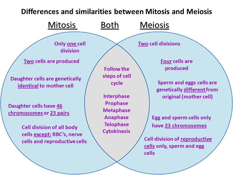 Mitosis Both Meiosis Mitosis Both Meiosis Only one cell division Two cells ...