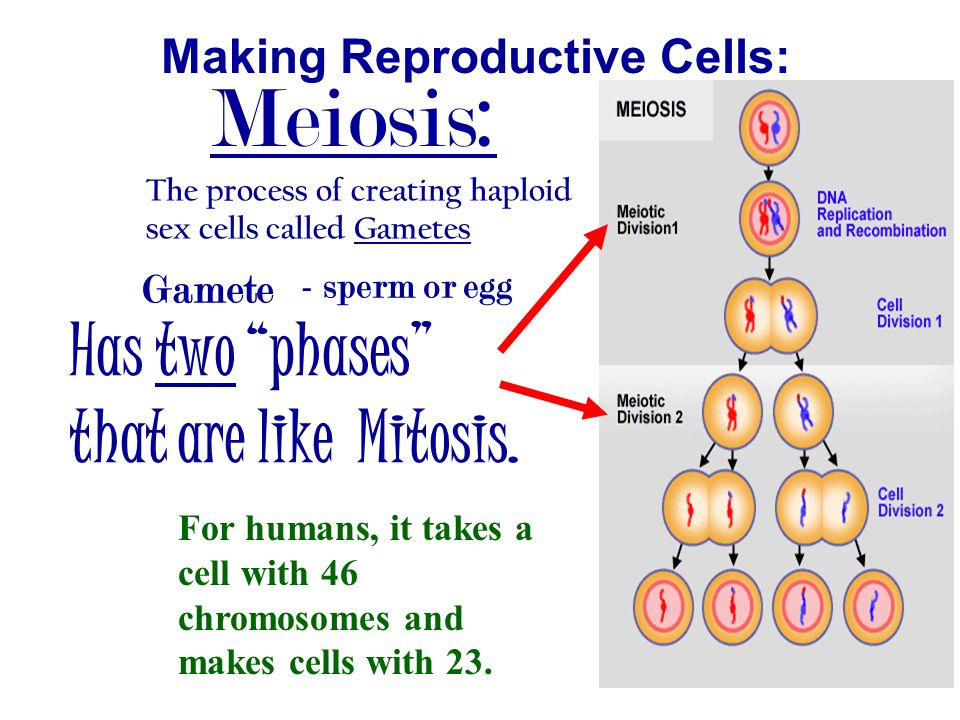 DNA and Cell Reproduction Define the following Terms and Answer ...