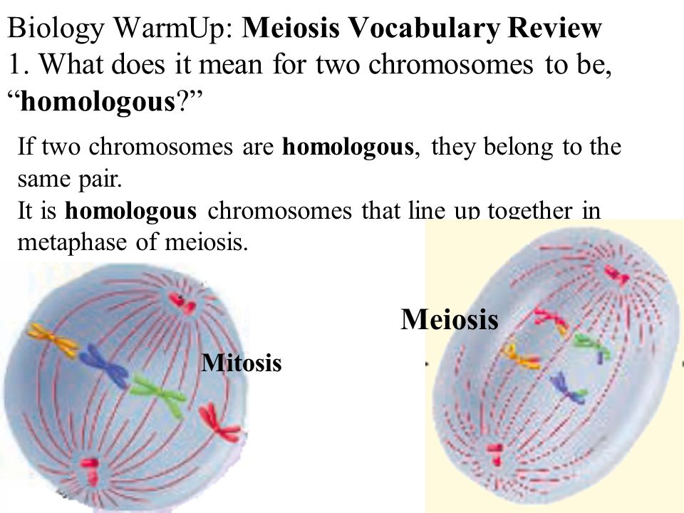 Biology WarmUp: Meiosis Vocabulary Review 1.