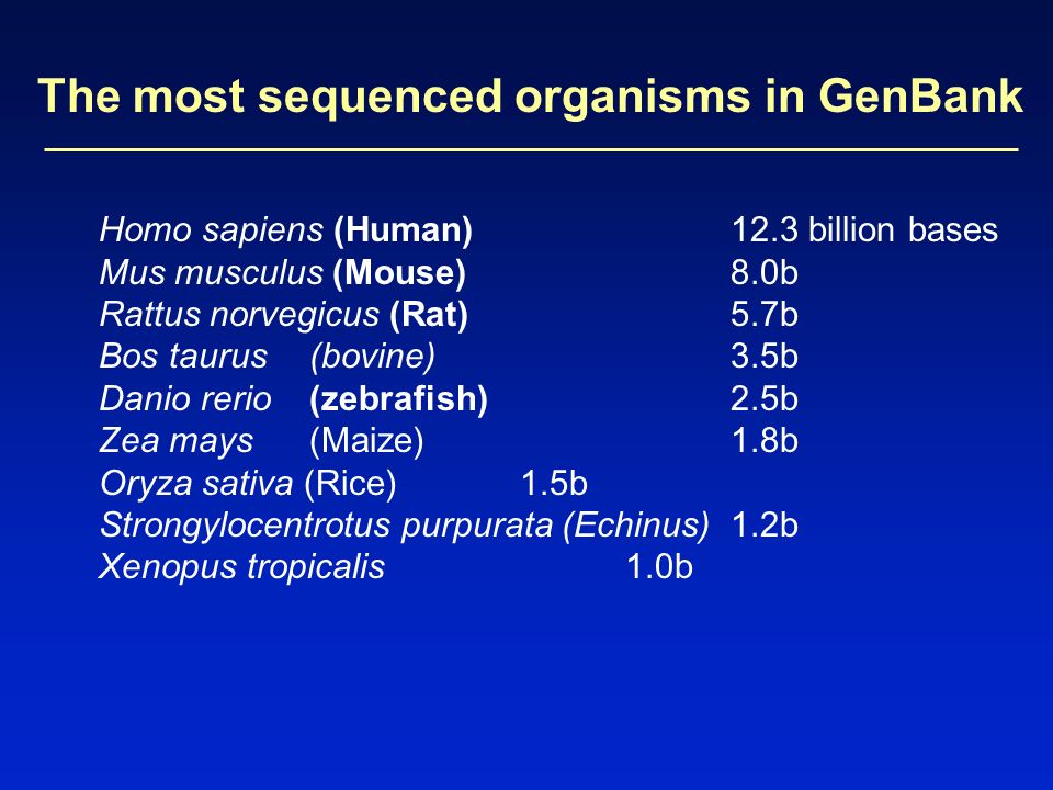 The most sequenced organisms in GenBank Homo sapiens (Human)12.3 billion bases Mus musculus (Mouse)8.0b Rattus norvegicus (Rat)5.7b Bos taurus(bovine)3.5b Danio rerio (zebrafish)2.5b Zea mays (Maize)1.8b Oryza sativa (Rice) 1.5b Strongylocentrotus purpurata (Echinus)1.2b Xenopus tropicalis1.0b