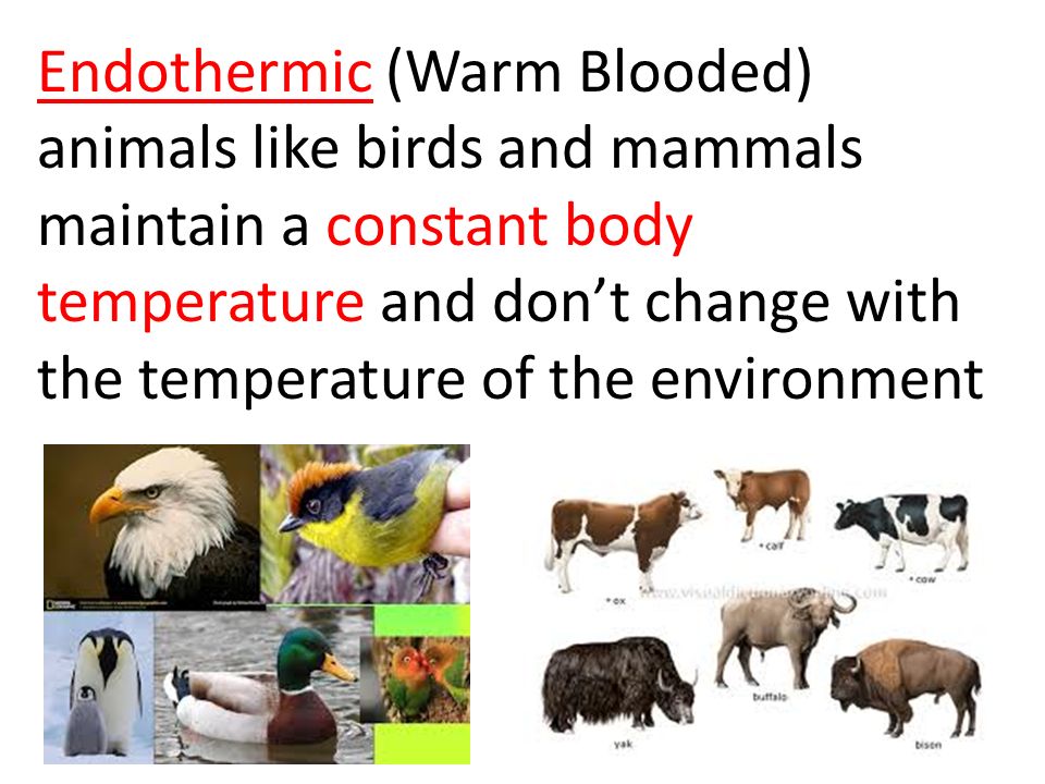 Animal Responses and Behaviors for Survival. Video: Adapting to Changes in  Nature Concepts in Nature: Adapting to Changes in Nature Name______ What  is. - ppt download