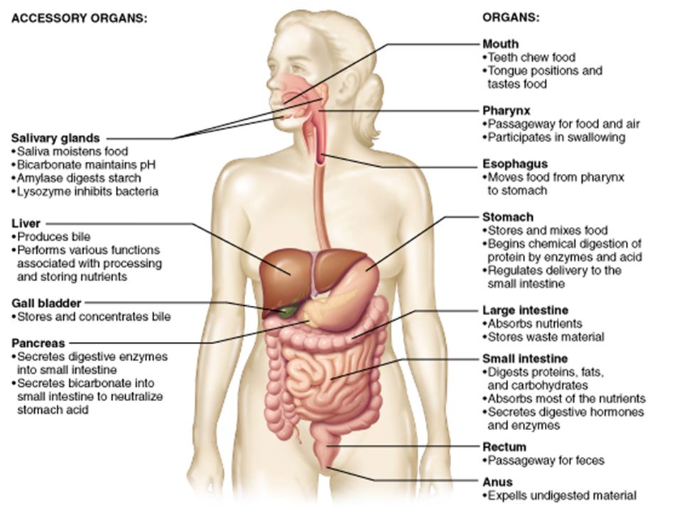 Human Alimentary Canal Section Ii Structures And Functions In Living Organisms Ppt Download