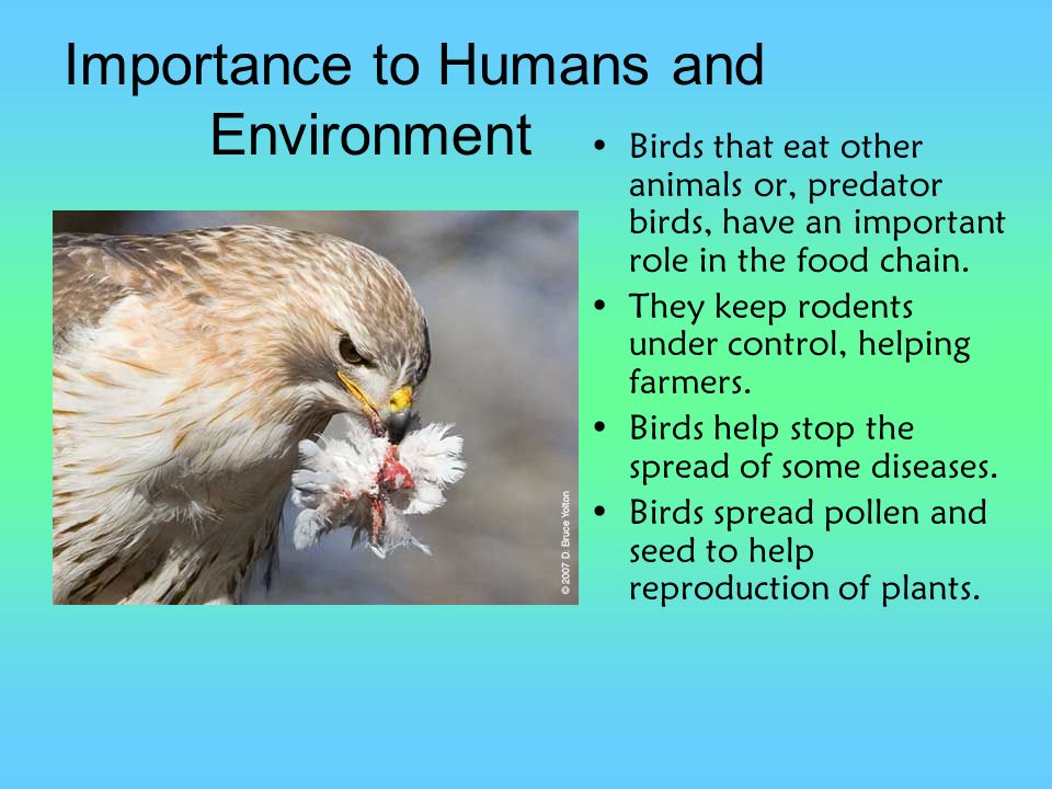 Ornithology Ornithology The Study of Birds. Habitat In time, birds have  adapted to live in diverse regions including: Forests, mountains, deserts,  oceans, - ppt download