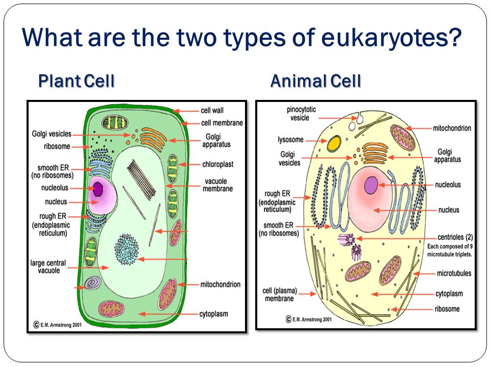 Eukaryotic Cell Structure Plant Cells vs. Animal Cells Cell Structure and  Function. - ppt download