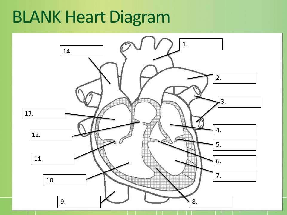 Heart Diagram Blank Human Anatomy