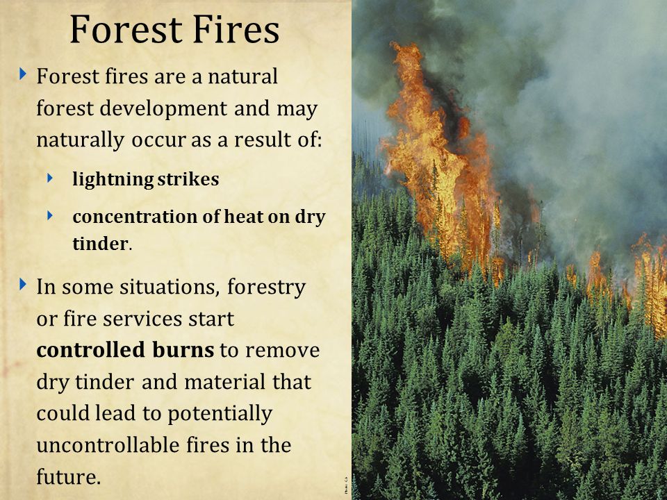Forest Fires ‣ Forest fires are a natural forest development and may naturally occur as a result of: ‣ lightning strikes ‣ concentration of heat on dry tinder.