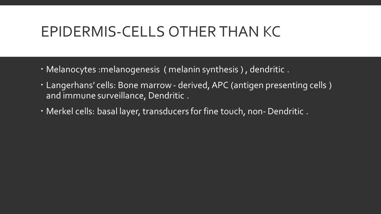 EPIDERMIS-CELLS OTHER THAN KC  Melanocytes :melanogenesis ( melanin synthesis ), dendritic.
