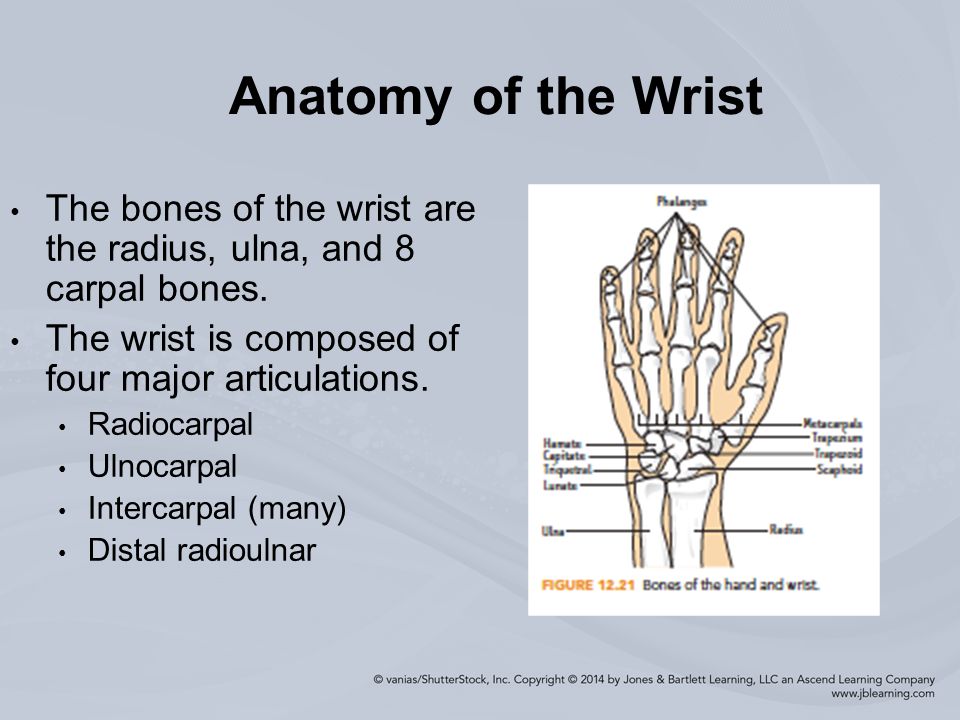 Chapter 12 Injuries To The Arm Wrist And Hand Anatomy Of Elbow The Bones Of The Arm Are The Humerus Radius And Ulna The Elbow Is Posed Of Three Ppt Download