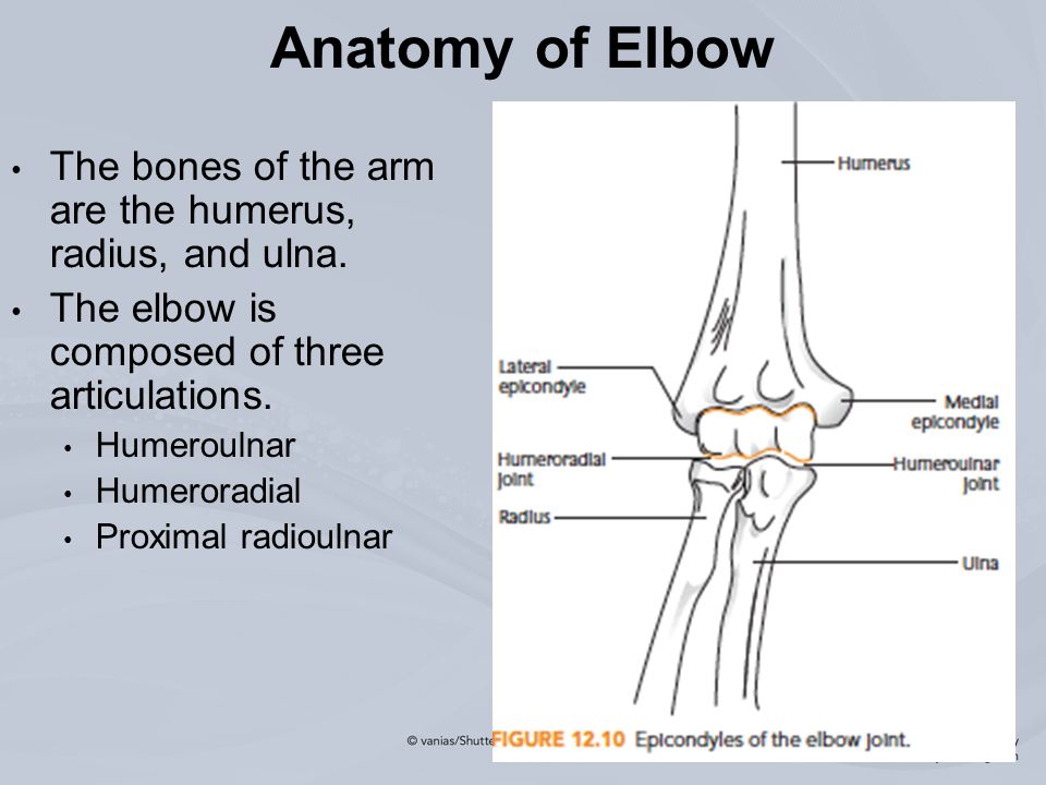 Chapter 12 Injuries To The Arm Wrist And Hand Anatomy Of Elbow The Bones Of The Arm Are The Humerus Radius And Ulna The Elbow Is Posed Of Three Ppt Download