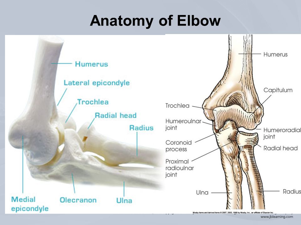 Chapter 12 Injuries To The Arm Wrist And Hand Anatomy Of Elbow The Bones Of The Arm Are The Humerus Radius And Ulna The Elbow Is Posed Of Three Ppt Download