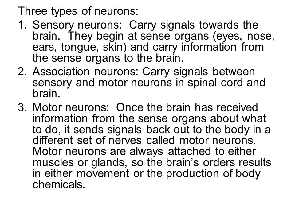 Three types of neurons: 1.Sensory neurons: Carry signals towards the brain.