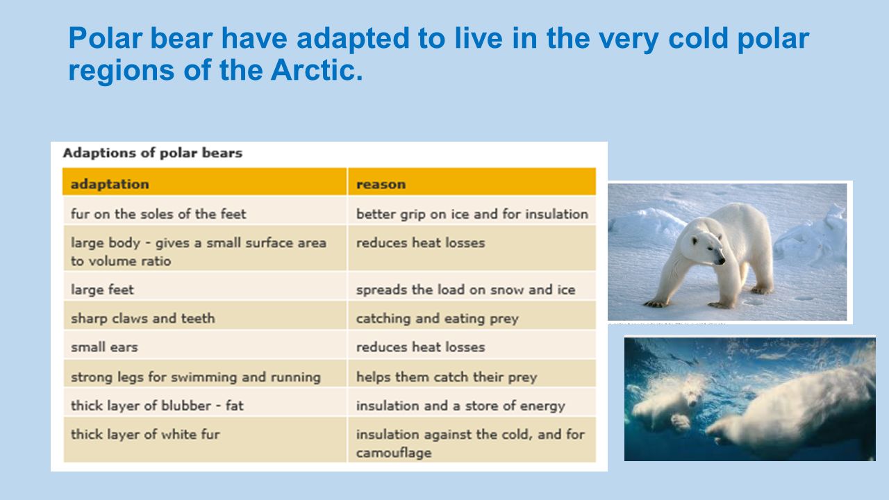 How are animals adapted to live in polar regions? Science Grade ppt download