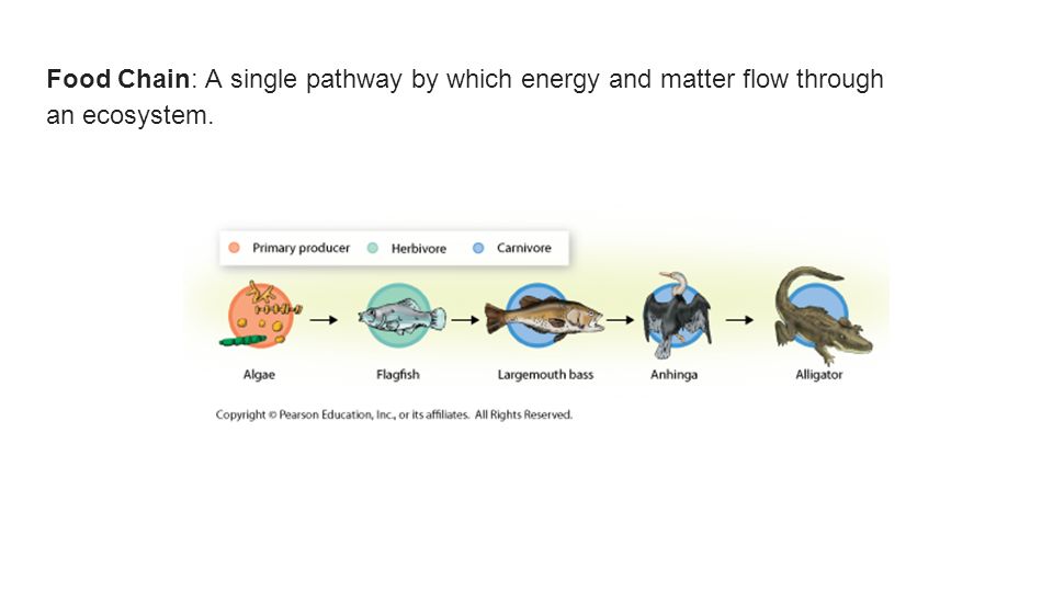 Food Chain: A single pathway by which energy and matter flow through an ecosystem.