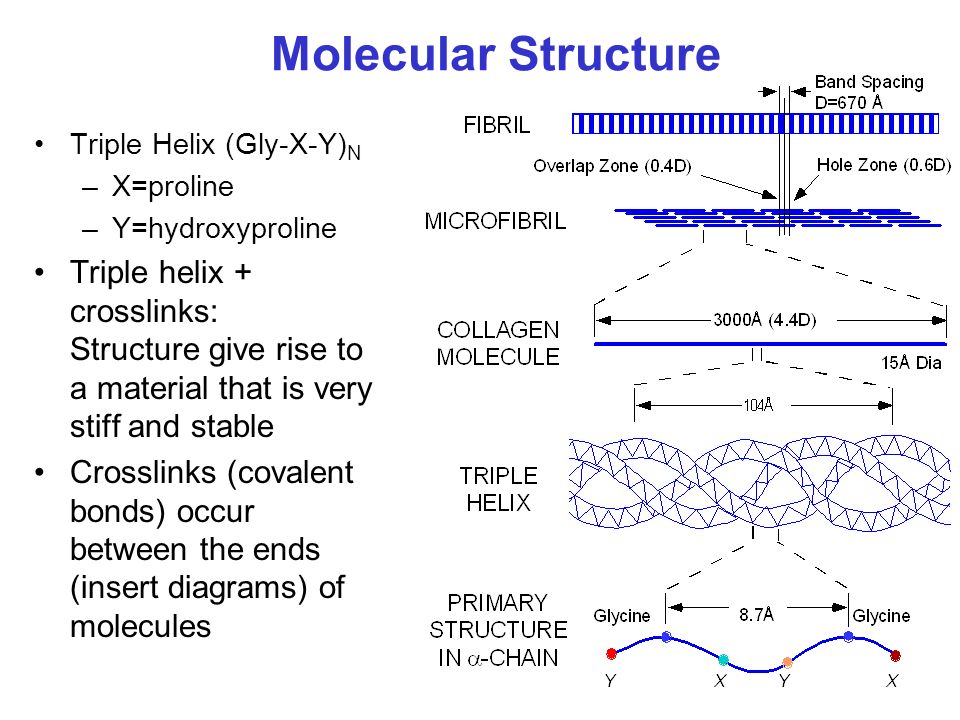 Topic 7: Collagen and Collagenous Tissues Structure of collagen fibrils – Biochemistry –Molecular Biology –Morphology Biomechanics of collagenous  tissues. - ppt download