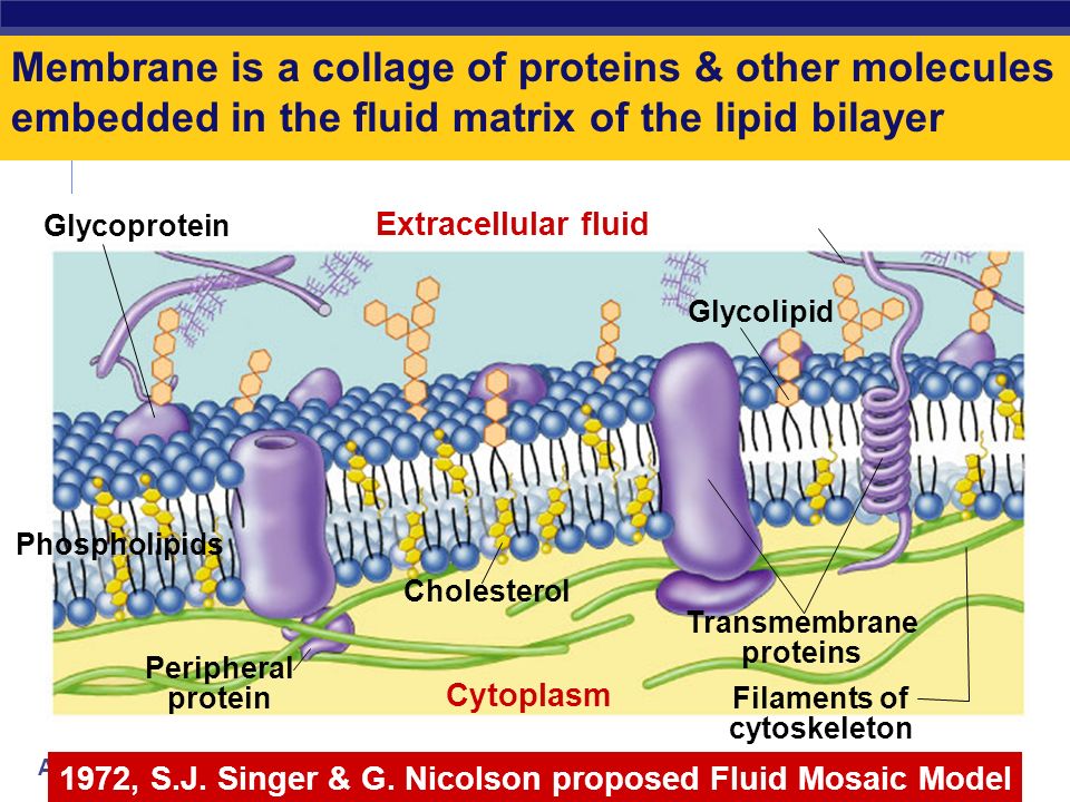 AP Biology Traffic Across the Membrane  Cross easily (no assitance)  Lipid soluble molecules (ex: sex hormones)  Gases (oxygen or CO 2 )  Cross w/ assistance  Water (and water soluble materials  Large molecules  Ions (sodium, potassium)  Proteins, glucose