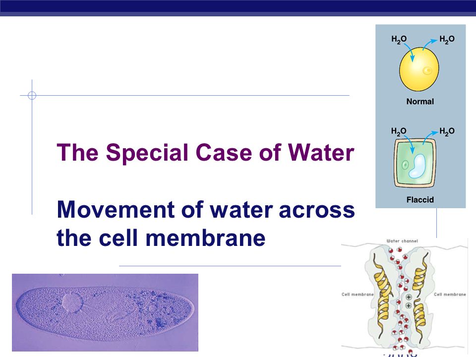 AP Biology Facilitated Diffusion  Diffusion through protein channels  channels move specific molecules across cell membrane  no energy needed The Bouncer open channel = fast transport facilitated = with help HIGH LOW