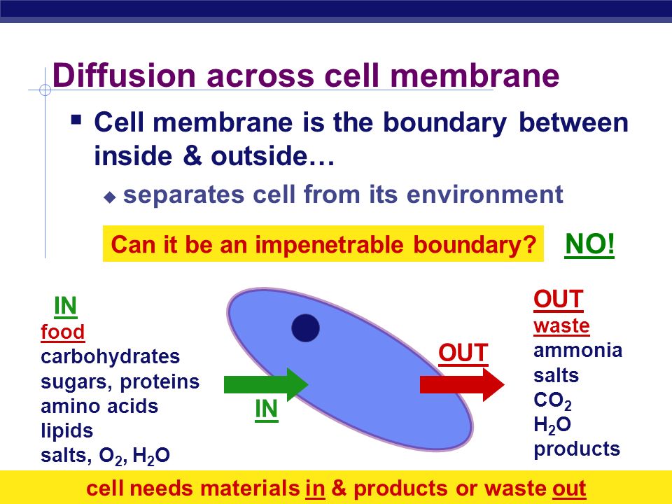 AP Biology Membrane fat composition varies  Fat composition affects flexibility  membrane must be fluid & flexible  about as fluid as thick salad oil  % unsaturated fatty acids in phospholipids  keep membrane less viscous  cold-adapted organisms, like winter wheat  increase % in autumn  cholesterol in membrane