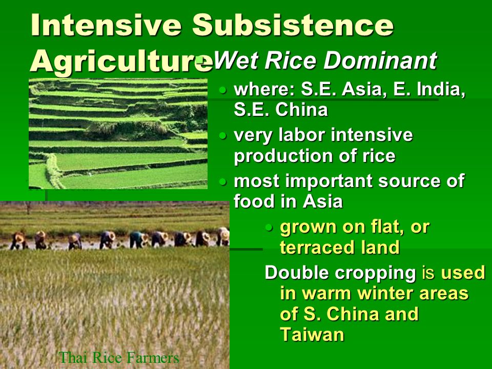 intensive subsistence agriculture wet rice dominant