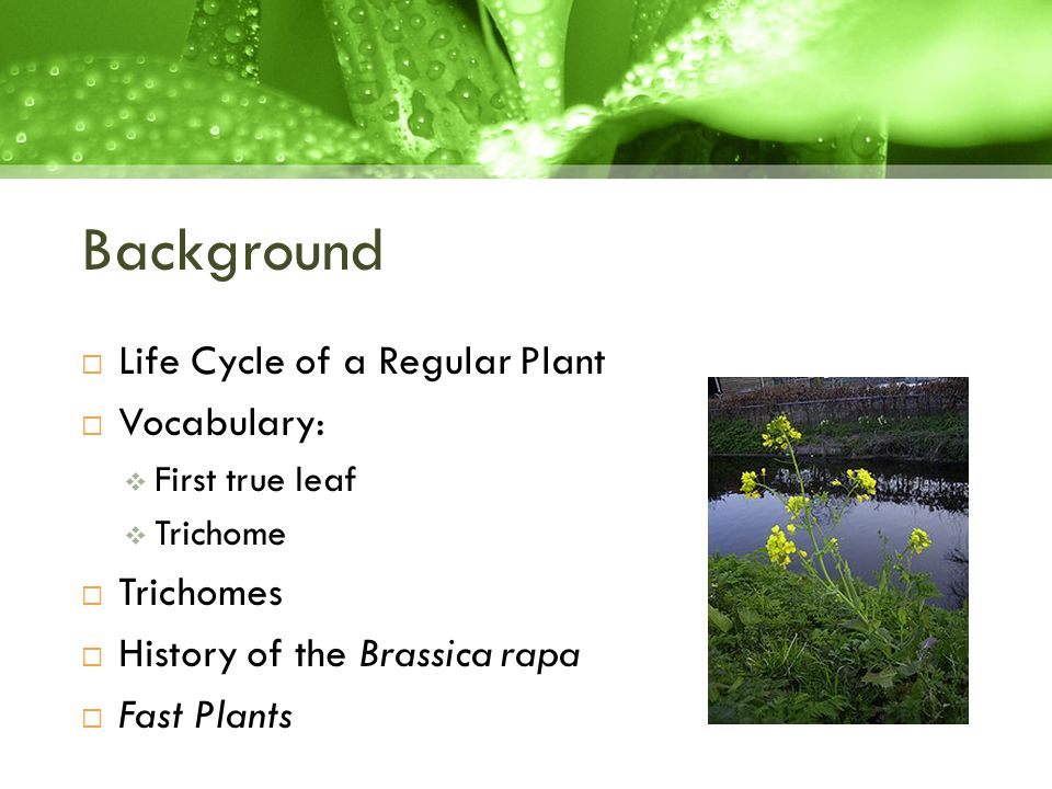 brassica rapa life cycle