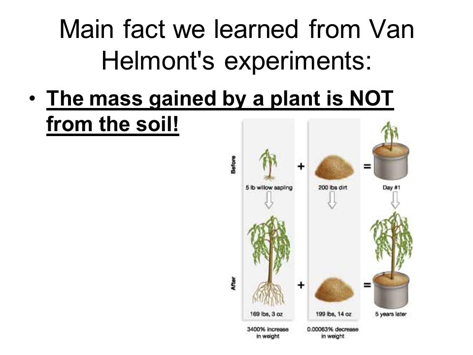 NOTES: 8.2 – 8.3 PHOTOSYNTHESIS! Photosynthesis: Trapping the Sun's Energy  Key Concepts: –What did the experiments of van Helmont, Priestley, and. -  ppt download