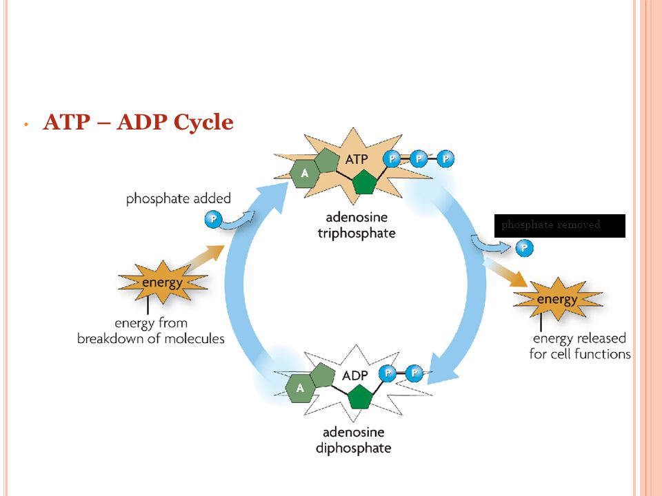 phosphate removed ATP – ADP Cycle