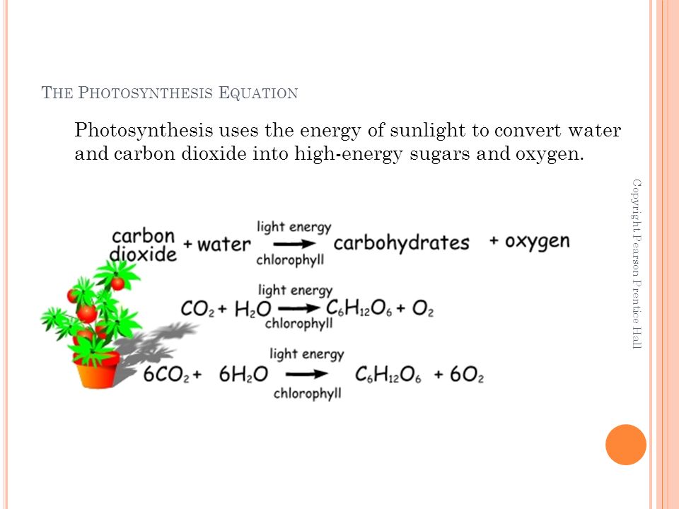 T HE P HOTOSYNTHESIS E QUATION Photosynthesis uses the energy of sunlight to convert water and carbon dioxide into high-energy sugars and oxygen.