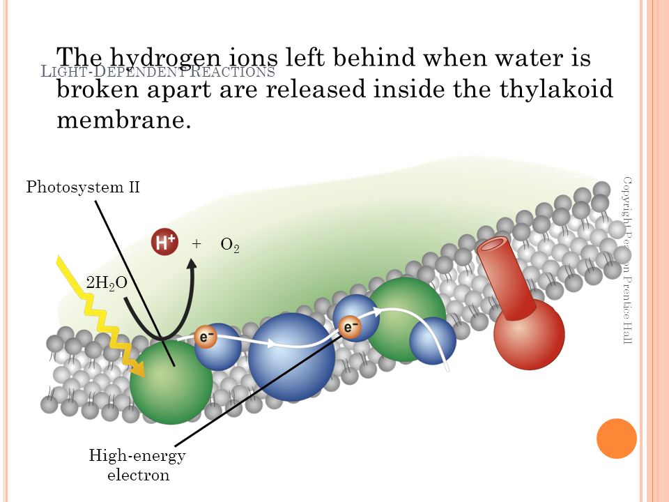 L IGHT -D EPENDENT R EACTIONS Copyright Pearson Prentice Hall Photosystem II 2H 2 O The hydrogen ions left behind when water is broken apart are released inside the thylakoid membrane.