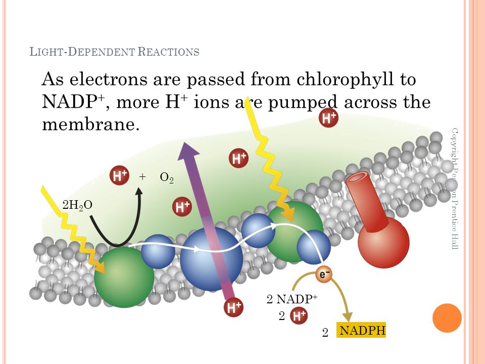 L IGHT -D EPENDENT R EACTIONS Copyright Pearson Prentice Hall 2H 2 O As electrons are passed from chlorophyll to NADP +, more H + ions are pumped across the membrane.