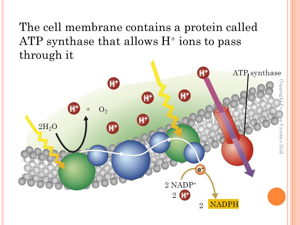 Copyright Pearson Prentice Hall 2H 2 O The cell membrane contains a protein called ATP synthase that allows H + ions to pass through it + O 2 ATP synthase 2 NADP + 2 NADPH 2