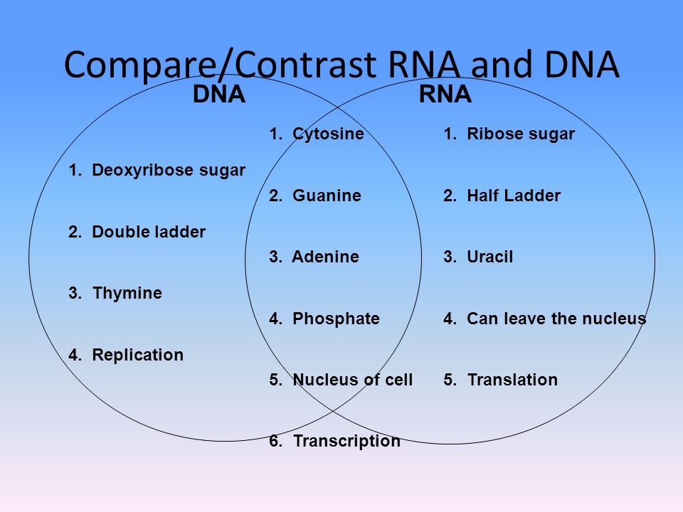 difference between dna and rna pdf structural and functional difference between dna and rna