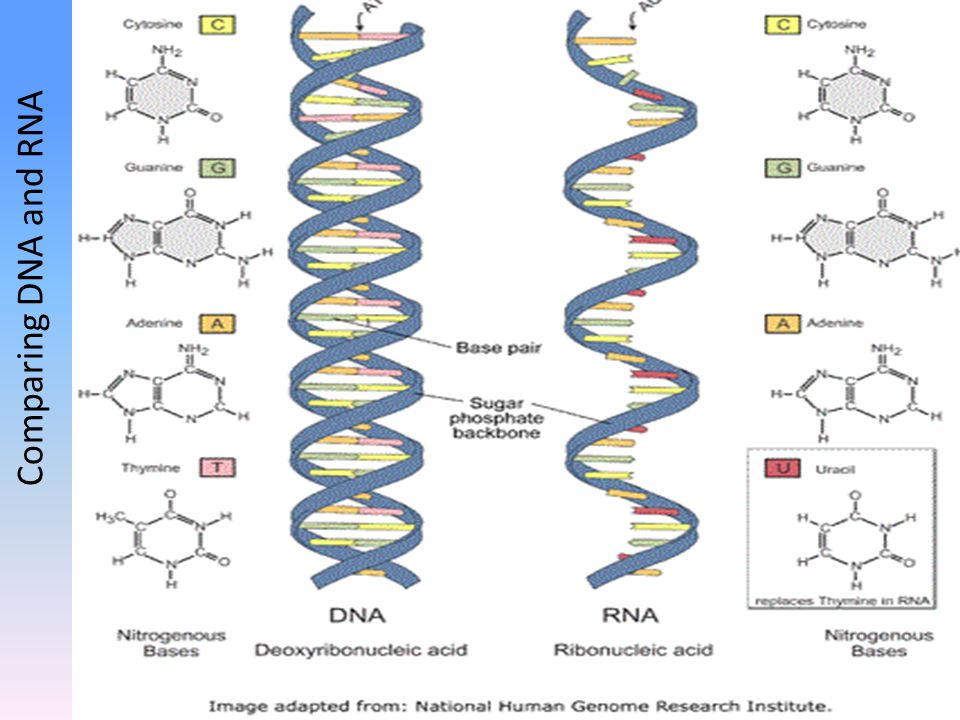 Строение ДНК И РНК. Структура ДНК И РНК. Схема строения ДНК И РНК. Вторичная структура РНК.