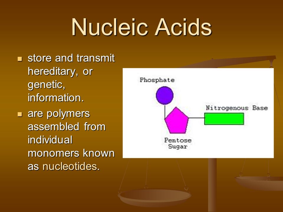Nucleic Acids store and transmit hereditary, or genetic, information.