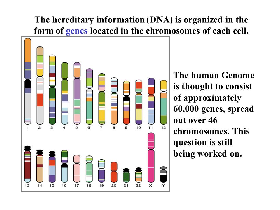 DNA information. Universal genetic code. Genetic code Chart. DNA Organization. Each cell