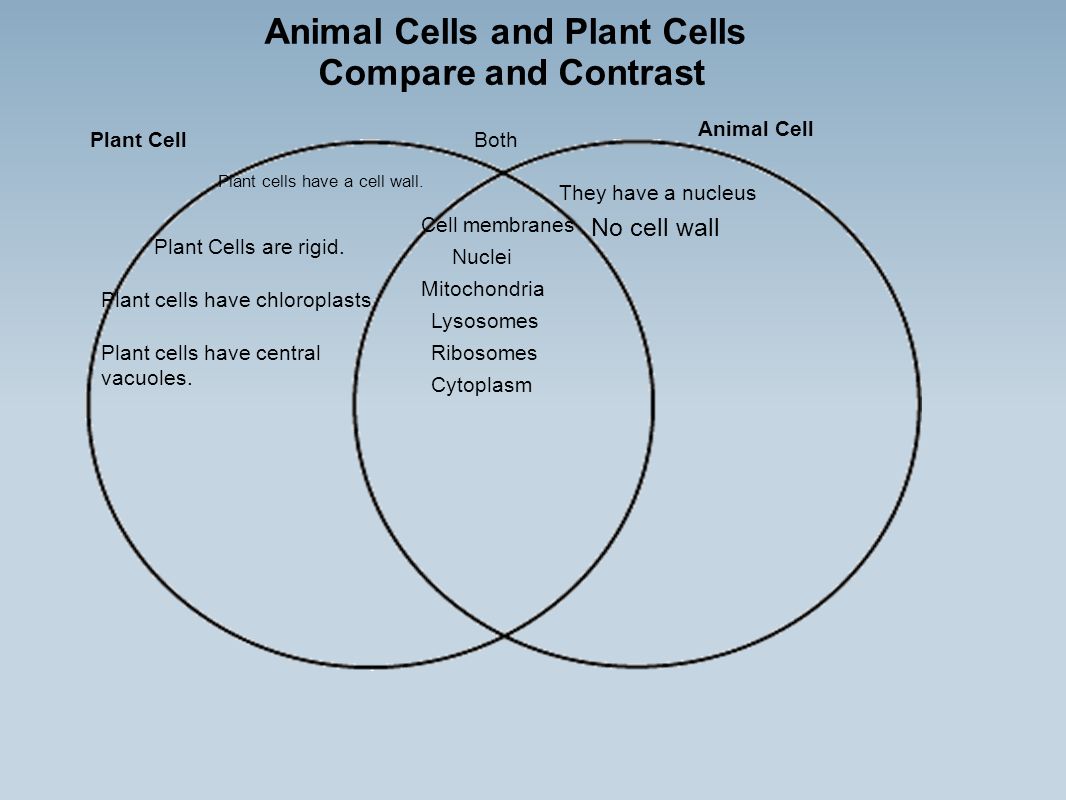 Organelles By Janell C Kayla K Victor I And Kenny C Ppt Download