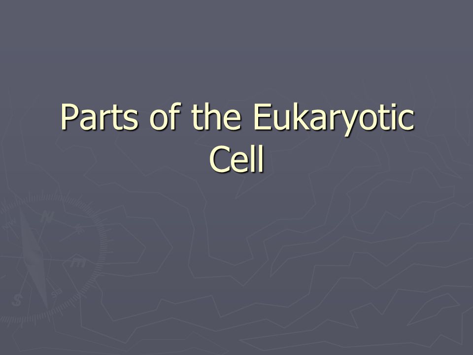 Parts of the Eukaryotic Cell