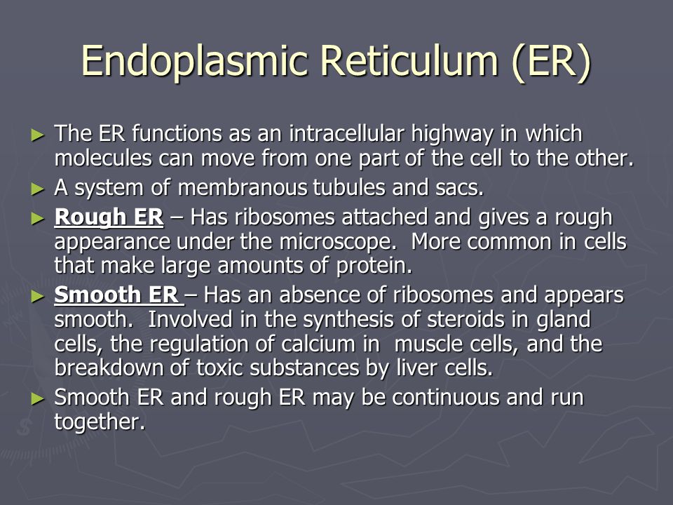 Endoplasmic Reticulum (ER) ► The ER functions as an intracellular highway in which molecules can move from one part of the cell to the other.