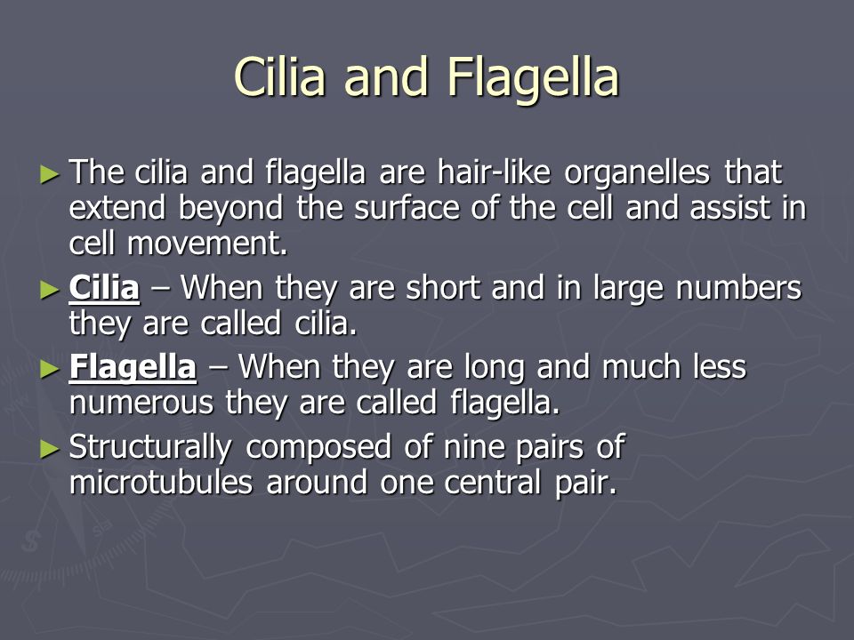 Cilia and Flagella ► The cilia and flagella are hair-like organelles that extend beyond the surface of the cell and assist in cell movement.