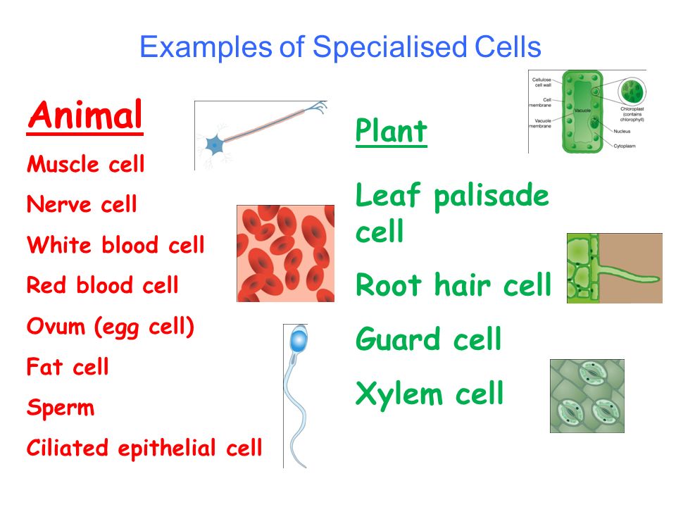 There are two basic types of cells….. PLANT CELLS. - ppt download