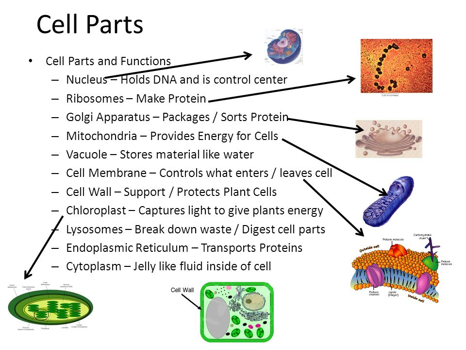 Cell Structure and Function. Animal Cell Plant Cell. - ppt download