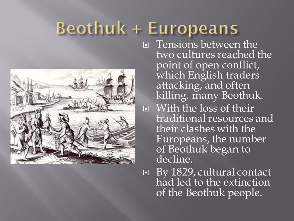  Tensions between the two cultures reached the point of open conflict, which English traders attacking, and often killing, many Beothuk.