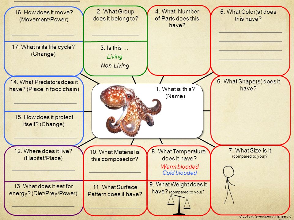 Analytic Coding Animals - Mollusks: Octopus (Mind Map, Question and  Expanded formats) Analytic coding using conceptual vocabulary from the  Basic Conceptual. - ppt download