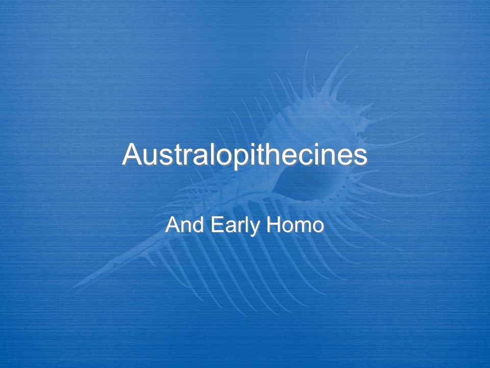 Australopithecines And Early Homo