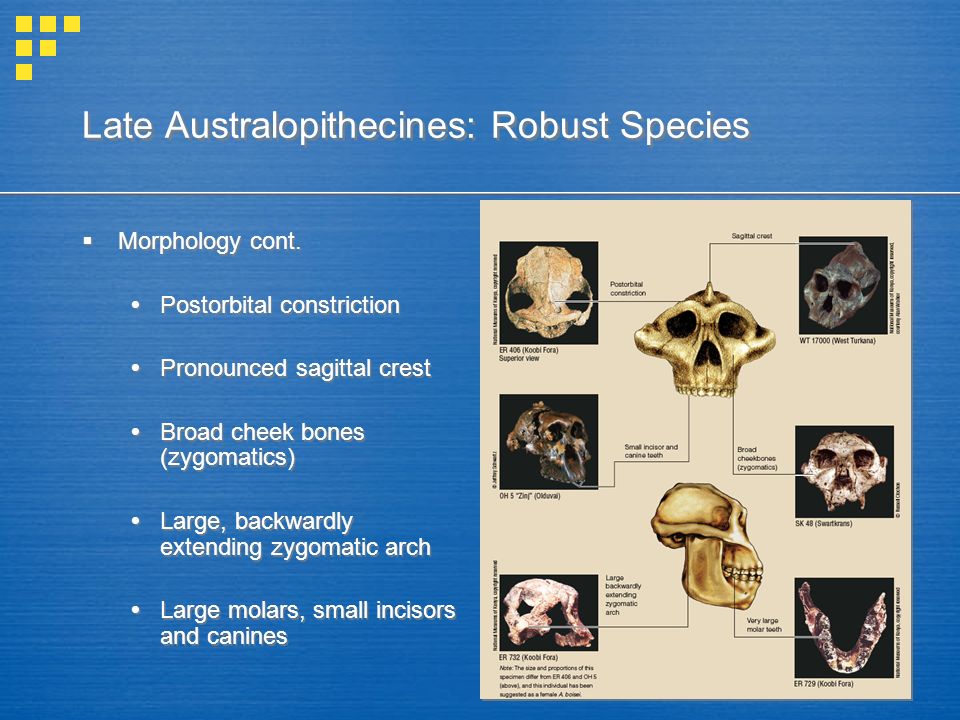 Late Australopithecines: Robust Species  Morphology cont.