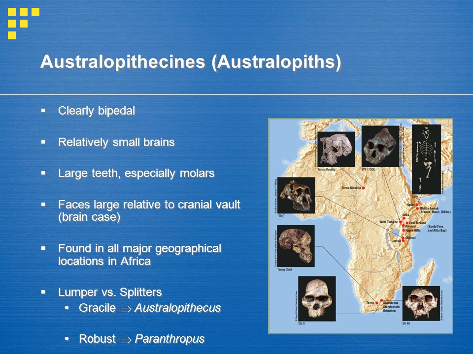 Australopithecines (Australopiths)  Clearly bipedal  Relatively small brains  Large teeth, especially molars  Faces large relative to cranial vault (brain case)  Found in all major geographical locations in Africa  Lumper vs.