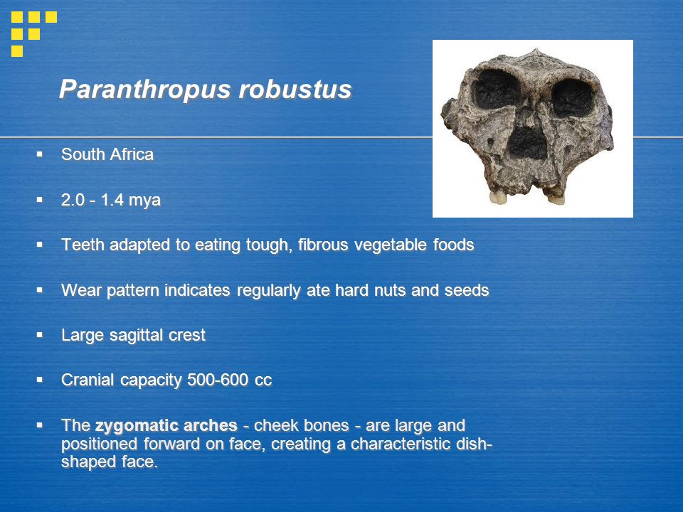 Paranthropus robustus  South Africa  mya  Teeth adapted to eating tough, fibrous vegetable foods  Wear pattern indicates regularly ate hard nuts and seeds  Large sagittal crest  Cranial capacity cc  The zygomatic arches - cheek bones - are large and positioned forward on face, creating a characteristic dish- shaped face.