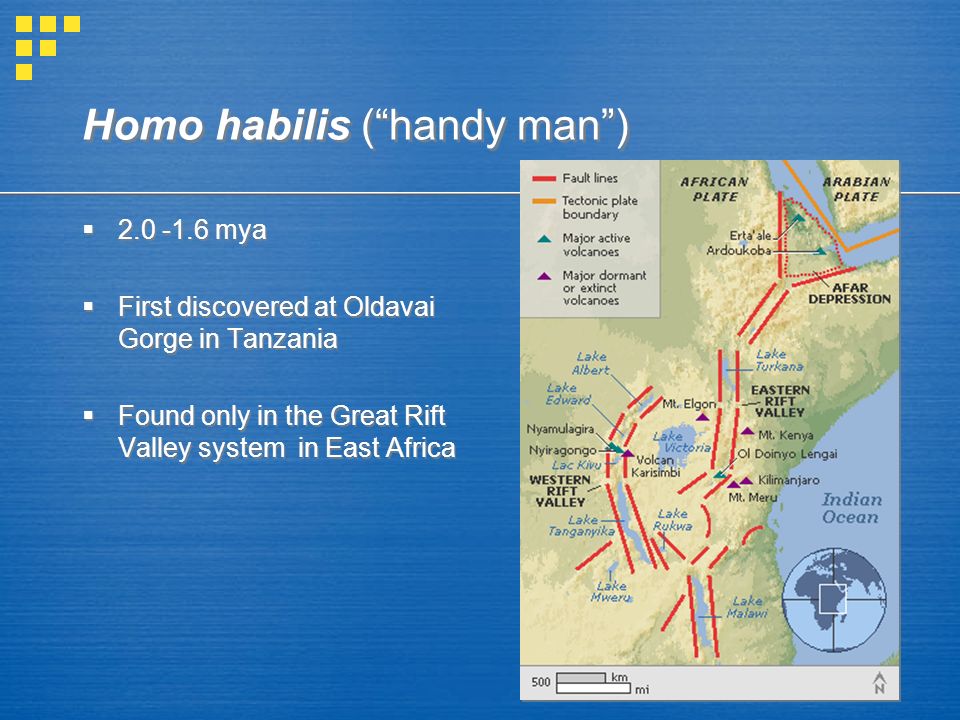 Homo habilis ( handy man )  mya  First discovered at Oldavai Gorge in Tanzania  Found only in the Great Rift Valley system in East Africa  mya  First discovered at Oldavai Gorge in Tanzania  Found only in the Great Rift Valley system in East Africa
