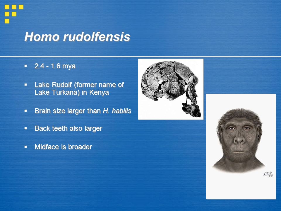 Homo rudolfensis  mya  Lake Rudolf (former name of Lake Turkana) in Kenya  Brain size larger than H.