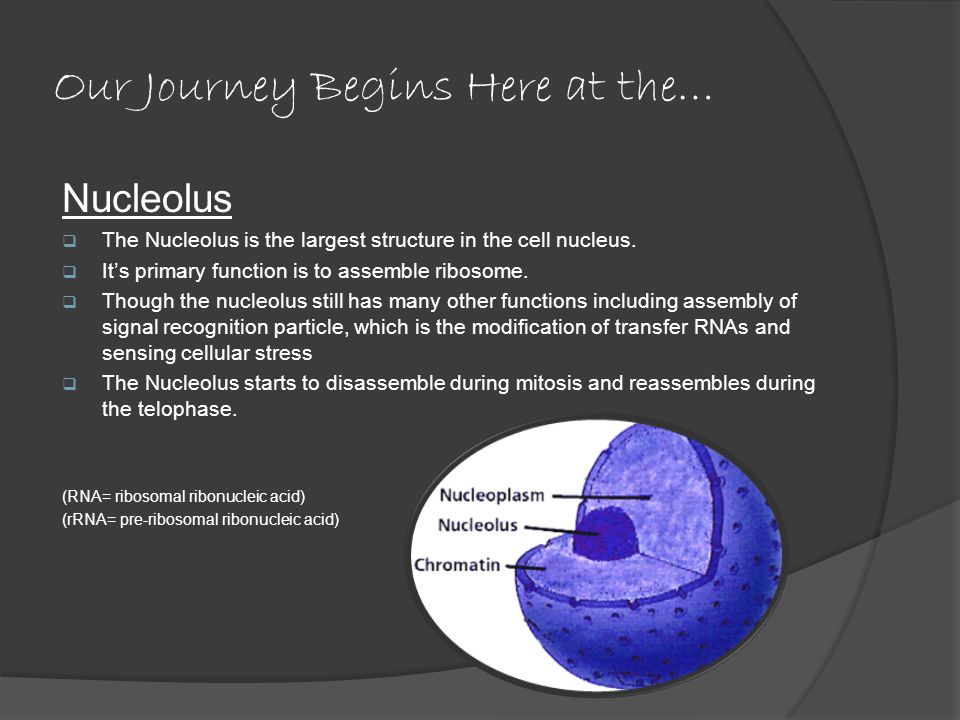 Inside The Animal Cell. What We Are Going to be Looking At Nucleolus  Nuclear Membrane Nucleus Golgi Body Rough ERSmooth ER Centrosomes Vacuole  Mitochondrion. - ppt download